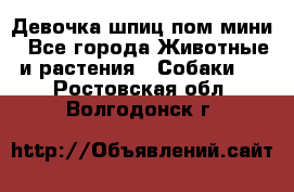 Девочка шпиц пом мини - Все города Животные и растения » Собаки   . Ростовская обл.,Волгодонск г.